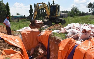 Đồng Nai: Tiêu hủy hơn 4 tấn thịt lợn nhiễm dịch tả lợn châu Phi