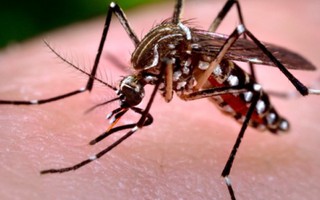 Đây là lý do người nhiễm virus Zika đều ở khu vực phía Nam