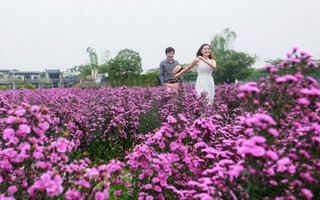 Giới trẻ “phát cuồng” với cánh đồng hoa bạt ngàn sắc tím giữa Hà Nội