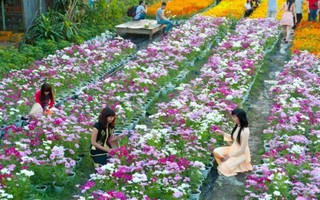Đến Đồng Tháp chiêm ngưỡng thác hoa tươi lớn nhất Việt Nam
