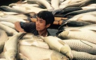 Thanh Hóa: Cá chết trắng sông Bưởi