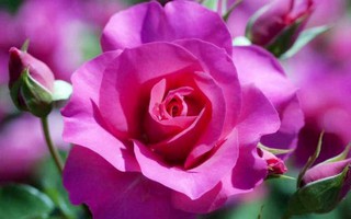 Hà Nội sắp có công viên hoa hồng rộng 22 ha