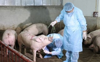 Bộ Nông nghiệp đưa dịch tả lợn Châu Phi vào Danh mục bệnh động vật phải công bố dịch