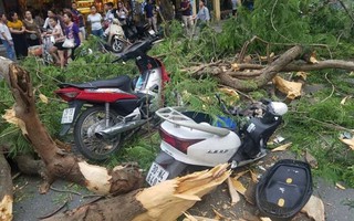 Hà Nội: Nhiều phụ nữ, trẻ em bị thương do cây phượng lớn bất ngờ đổ trên phố