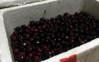 Thùng quả cherry bị 'bốc hơi': Hàng không khẳng định 'trong sạch'
