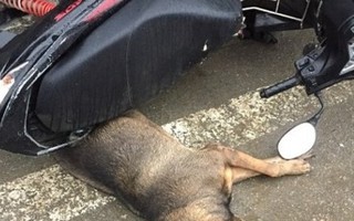 Hà Tĩnh: Chó lạ lao vào cắn 10 người giữa chợ
