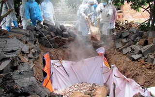 Nam Định tiêu hủy 80 con lợn do dịch tả lợn châu Phi
