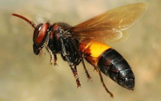 Đồng Nai: 1 phụ nữ tử vong do bị ong vò vẽ đốt khắp người