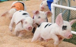 Xem đua lợn tại Lễ hội Xuân 2019 