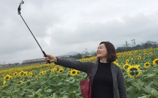 Những con số ít người biết về cánh đồng hoa hướng dương Nghệ An