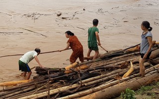 Thanh Hóa: Bất chấp nguy hiểm, người dân ra ven sông Mã vớt củi