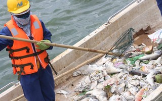 Video: Công nhân oằn mình vớt cá chết nổi trắng hồ Tây