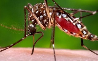  Vì sao phun hóa chất nhưng muỗi không chết?