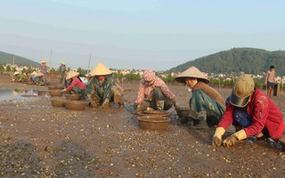 Nông dân Nghệ An điêu đứng vì ngao, cá, hàu chết hàng loạt