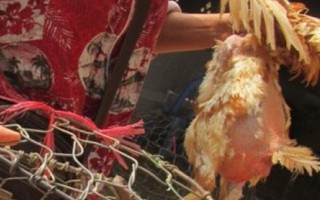 Cách phân biệt gà ta và gà thải Trung Quốc