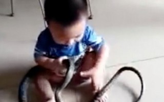 Choáng với clip bé 2 tuổi chơi đùa cùng rắn