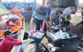 Đường dây nóng hỗ trợ mua hải sản ngư dân miền Trung