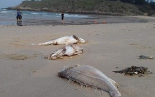 Bộ TN&MT tổ chức họp kín vụ cá chết tại miền Trung