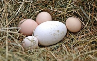 Ăn nhiều trứng ngỗng không tốt cho thai phụ