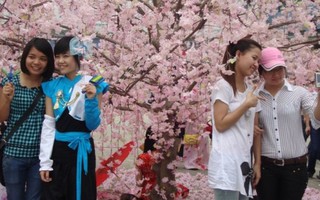 100 cây anh đào Nhật Bản sắp nở hoa tại Hà Nội