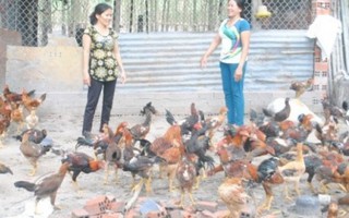 Tổ hợp tác 'Phụ nữ nuôi gà sạch Tân Hội'