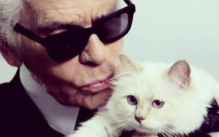 'Cô mèo cưng' Choupette có thể được thừa kế tài sản của Karl Lagerfeld