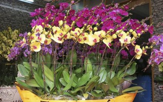 Nhiều loại hoa lạ giá từ 150.000 đồng khoe sắc tại chợ Tết Kỷ Hợi 2019