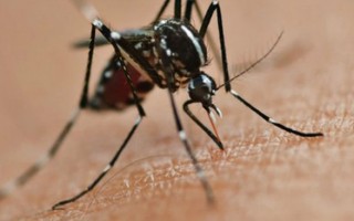 Hàn Quốc ghi nhận ca nhiễm virus Zika đầu tiên