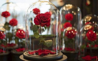 Sát ngày Lễ tình yêu, thị trường quà tặng Valentine vẫn im ắng