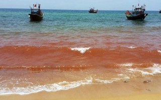 'Nước biển Quảng Bình đổi màu do thủy triều đỏ'