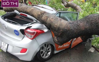 "Cụ" cây ở Sài Gòn bật gốc, đè bẹp taxi khiến nữ hành khách nguy kịch