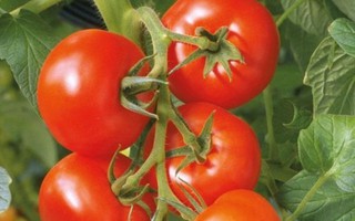 Cách đơn giản để trồng cà chua tại nhà
