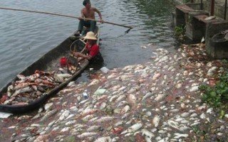 Cá chết nổi trắng hồ ở Nam Định 