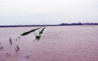 Gần 70.000 ha cây trồng bị ngập úng do ảnh hưởng cơn bão số 3