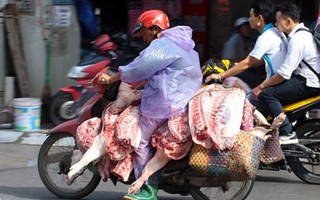 Hà Nội: Nhức nhối tình trạng lợn 'khỏa thân' diễu phố