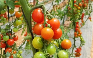 3 loại cà chua siêu lạ hút du khách khi tới Đà Lạt