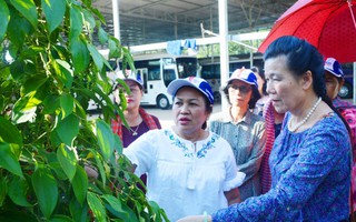 Lãnh đạo Hội Phụ nữ Campuchia thăm tổ trồng tiêu kết hợp du lịch ở Phú Quốc