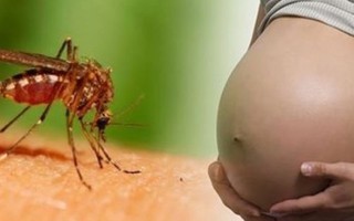 Phụ nữ nên mang thai sau nhiễm Zika bao lâu?