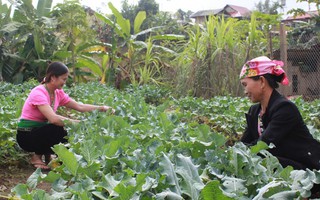 Nâng cao kỹ năng trồng rau sạch và an toàn thực phẩm cho phụ nữ