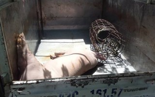 Chở heo chết từ vùng dịch tả lợn châu Phi vào Đà Nẵng tiêu thụ