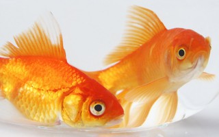 Nghiên cứu về mắt cá mở ra cách chữa sỏi thận, bệnh gút