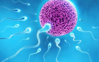 10 sự thật ít biết về tinh trùng