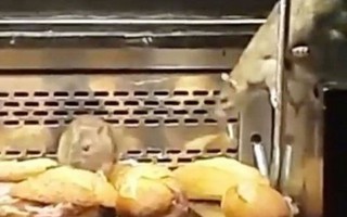 Phát hoảng cảnh chuột đi lại trong tủ đựng bánh 