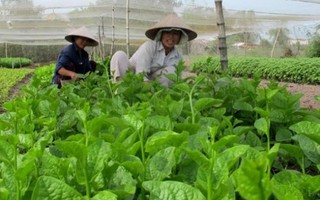 11 vườn rau tại TP.HCM bị thu hồi chứng nhận VietGap