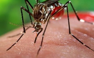Gia đình thai phụ nhiễm Zika lo lắng