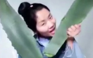 Ăn nhầm lô hội dởm, vlogger nổi tiếng Trung Quốc suýt...cháy họng