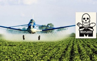 Hàng loạt quốc gia sẽ cấm thuốc diệt cỏ Monsanto gây ung thư