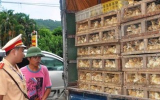 Toàn bộ gà Trung Quốc tại Việt Nam đều nhập lậu