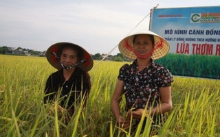 Phụ nữ Thái Bình liên kết sản xuất để thoát nghèo