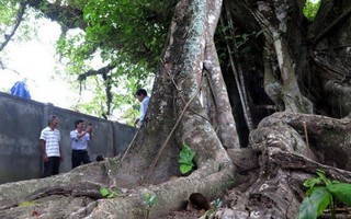 Công nhận thêm 6 cây cổ thụ vào danh sách Cây Di sản Việt Nam